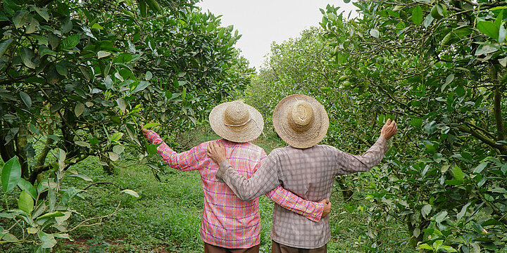Zwei Fairtrade-Bauern mit Strohhüten laufen Arm in Arm zwischen Zitrusbäumen entlang 