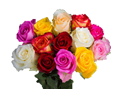 Fairtrade-Rosen von der Blumenfarm AQ Roses aus Äthiopien-