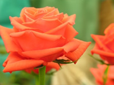 Fairtrade-Rose aus Kenia von der Valentine Blumenfarm-