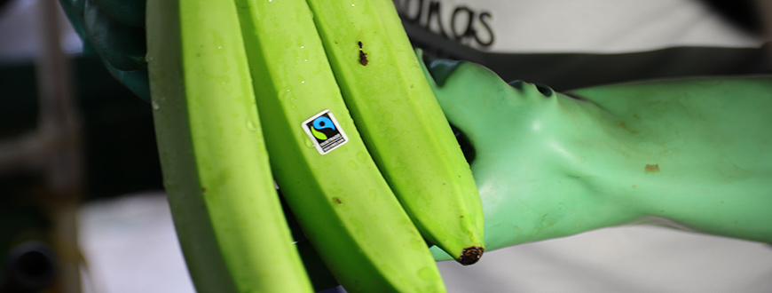 Fairtrade-Bananen aus Kolumbien