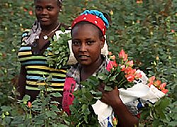 Die Sher Ethiopia Blumenfarm