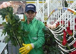 Die Blumenfarm Roses and Roses in Ecuador