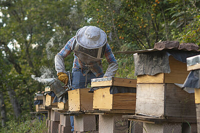 Imker in Guatemala an seinen Bienenstöcken