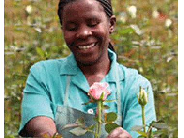 Fairtrade-Blumen der GEDI BV.-