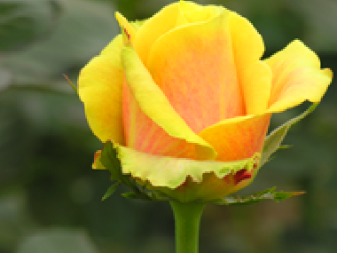 Fairtrade-Rose aus Kenia von der Blumenfarm Ravine-