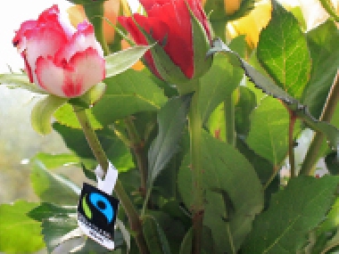 Fairtrade-Blumen-