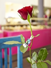 Fairtrade-Rosen von Flowerstores-