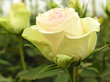 Fairtrade-Rose aus Kenia von der Magana Flowers Blumenfarm-