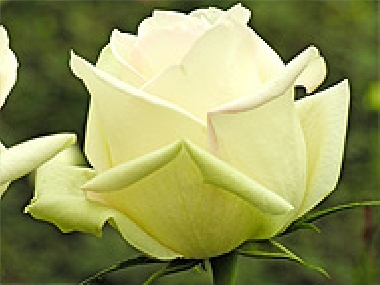 Fairtrade-Rose aus Kenia von der Shalimar Flowers Blumenfarm-