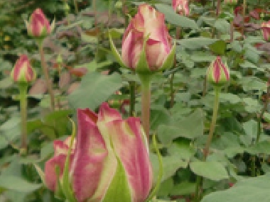 FAIRTRADE Rosen von der Blumenfarm Ziway Roses in Äthiopien-