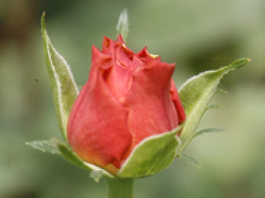 Fairtrade-Rose aus Ecuador von der Rosas del Monte-