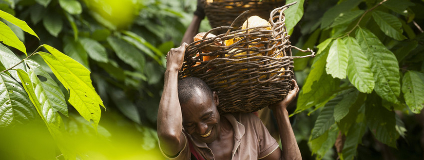 Norbert Boni Koikoi, 34, Kakaobauer an der Elfenbeinküste trägt seine frisch geernteten Kakaofrüchte in einem Korb auf seiner linken Schulter