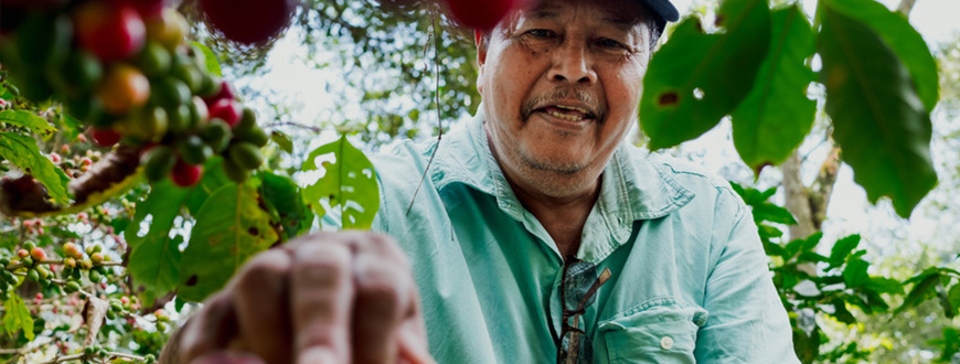 Adalid Hernández, Kaffeebauer bei der Fairtrade Kooperative COCAOL in Honduras
