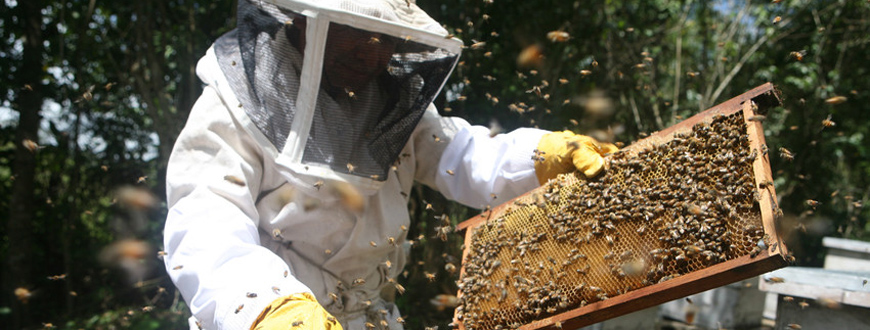 Imker bei der Begutachtung einer Bienenwabe
