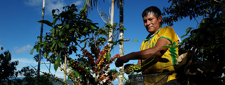 Fairtrade-Kaffeebauer aus Peru
