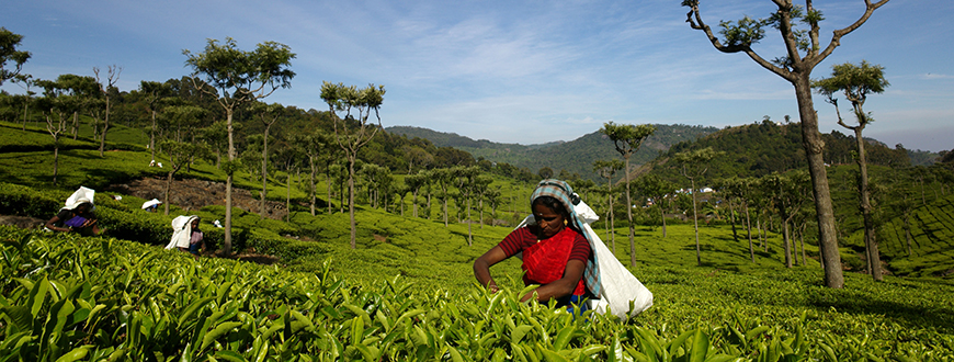 Fairtrade-Arbeiterinnen bei Burnside Tea Estate in Indien 