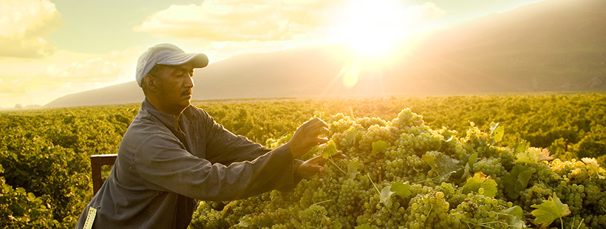 Fairtrade-Wein Arbeiter in Südafrika