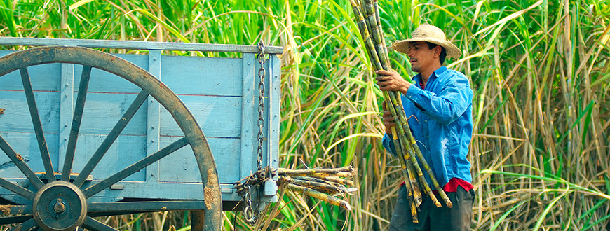 Fairtrade-Zucker Produzent aus Paraguay