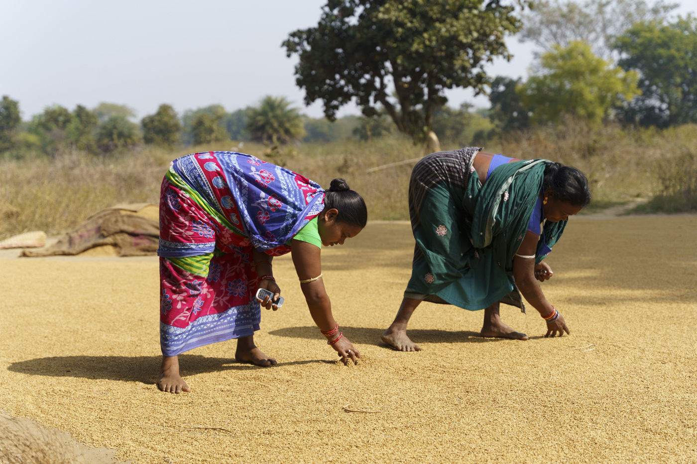 Zwei Frauen trocknen Reis.
