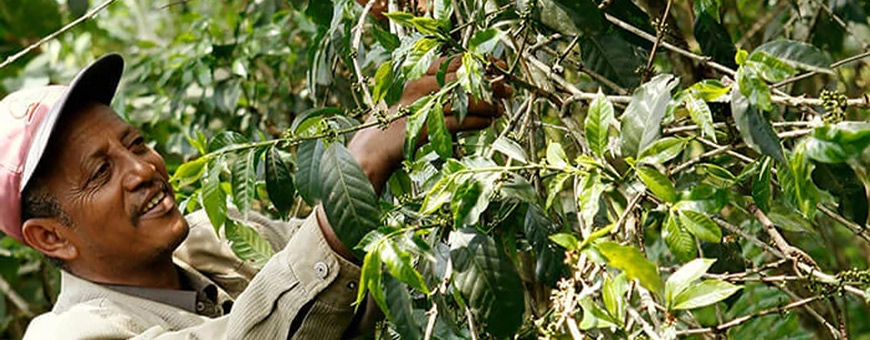 Kafa Forest Coffee Farmers Cooperative Union 