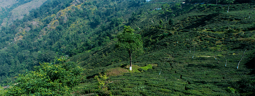Teegarten in der Region Darjeeling