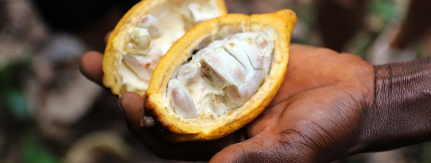 Geöffnete Kakaoschote mit Kakaobohnen