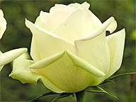 Fairtrade-Rosen aus Kenia von der Shalimar Flowers Blumenfarm-