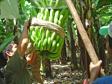 Bananenkooperative in Ecuador