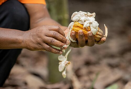 Nahaufnahme einer geöffneten Kakaobohne im rohen Zustand