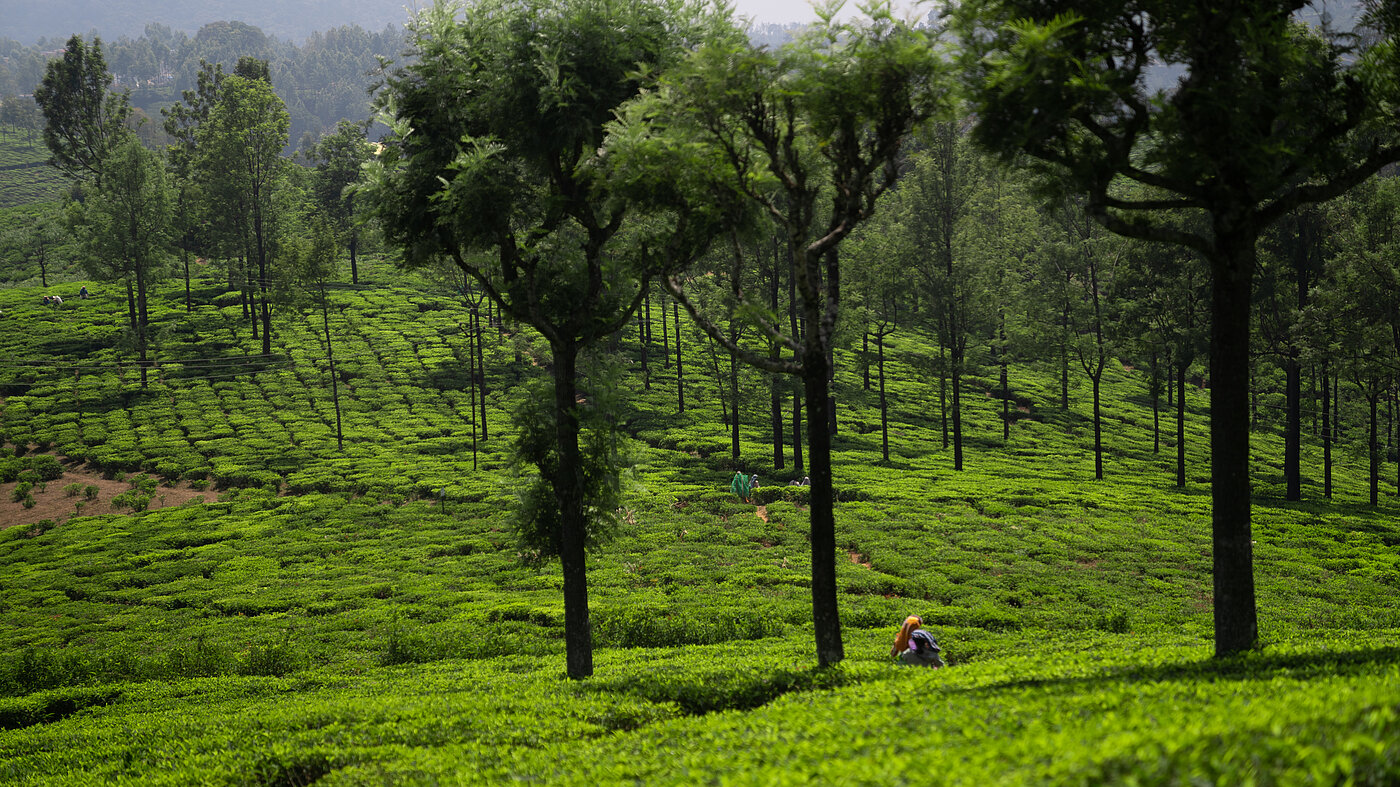 Hügellandschaft mit Teegärten, Nilgiri Indien mit Schattenbäumen_© Fairtrade / Funnelweb Media