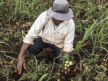 Fairtrade stärkt die Resilienz: Neben "Cash Crops" wie Kaffee oder Kakao auch Gemüse oder Obst anzubauen, verbessert die Ernährungssicherheit und Ernährungssouveränität von Bäuerinnen und Bauern. Fotocredit: Miora Rajaonary / Fairtrade Deutschland