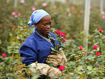 Eine Rosenfarmmitarbeiterin in Kenia bei der Arbeit im Blumenfeld. 