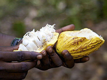 Kakaobohnen und -schote | Bildrechte: TransFair e.V. / James Robinson