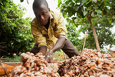 Kakaoproduktion in Westafrika. Bild: Éric St-Pierre 