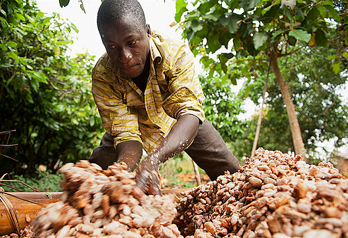 Kakaoproduktion in Westafrika. Bild: Éric St-Pierre 