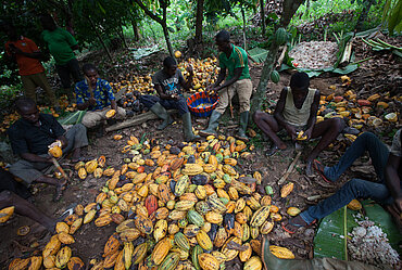 Kakaobauern bei der Ernte in der Elfenbeinküste. © Sean Hawkey