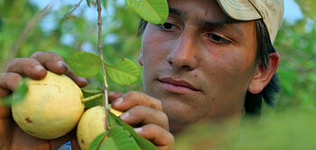 Arbeiter der Orangen-Kooperative COAGROSOL in Brasilien beim Begutachten von Fairtrade-Orangen