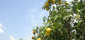 Fairtrade-Orangen am Baum