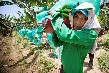 Bananenproduzent in Peru. Foto: © Sean Hawkey/Fairtrade