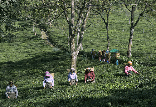 Teepflückerinnen bei der Ernte auf einer Fairtrade-zertifizierten Plantage.