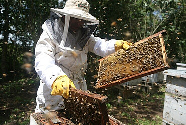 Imker überprüft die Honigwaben einen Bienenvolkes.