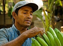 Bananenbauer bei APPBOSA
