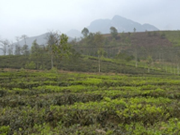 Teeplantage der Jamguri Tea Estate.