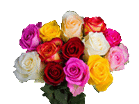 Fairtrade-Rosen von der Blumenfarm AQ Roses aus Äthiopien