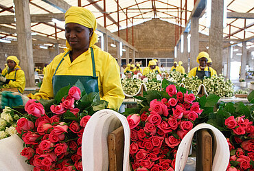 Arbeiterinnen auf einer Blumenfarm