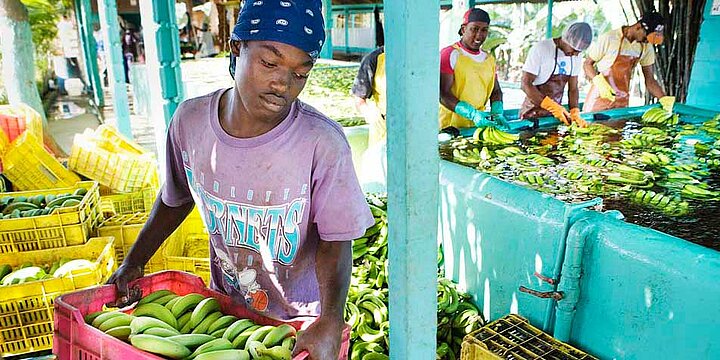 Bananen-Produzenten in der Dominikanischen Republik