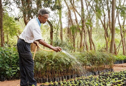 Ein Mann bewässter Jungpflanzen in einer Baumschule in Ostafrika. Die Pflanzung robuster Jungpflanzen waren Teil der Klima-Akademie