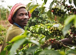 Die Kaffeekooperative ACPCU in Uganda