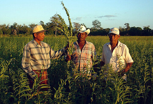 Sesambauern in Nicaragua
