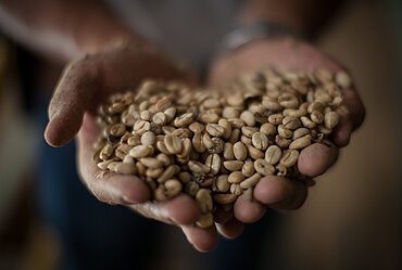 Hände voller getrockneter Kaffebohnen: © Sean Hawkey
